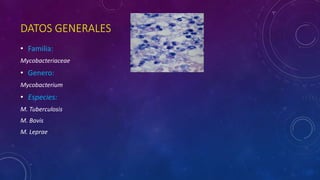DATOS GENERALES 
• Familia: 
Mycobacteriaceae 
• Genero: 
Mycobacterium 
• Especies: 
M. Tuberculosis 
M. Bovis 
M. Leprae 
 