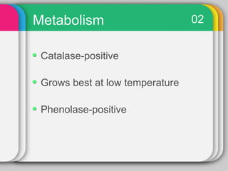 Metabolism                       02


 Catalase-positive

 Grows best at low temperature

 Phenolase-positive
 