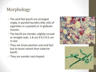 Morphology
• The acid-fast bacilli are arranged
singly, in parallel bundles (like rolls of
cigarettes in a packet) or in globular
masses.
• The bacilli are slender, slightly curved
or straight rods, 1-8 um X 0.2-0.5 um
in size.
• They are Gram positive and acid fast
but to lesser extant than tubercle
bacilli.
• They are aerobic rod shaped.
 