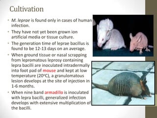 Cultivation
• M. leprae is found only in cases of human
infection.
• They have not yet been grown ion
artificial media or tissue culture.
• The generation time of leprae bacillus is
found to be 12-13 days on an average.
• When ground tissue or nasal scrapping
from lepromatous leprosy containing
lepra bacilli are inoculated intradermally
into foot pad of mouse and kept at low
temperature (20oC), a granulomatous
lesion develops at the site of injection in
1-6 months.
• When nine band armadillo is inoculated
with lepra bacilli, generalized infection
develops with extensive multiplication of
the bacilli.
 