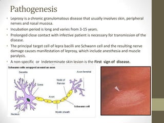 Pathogenesis
• Leprosy is a chronic granulomatous disease that usually involves skin, peripheral
nerves and nasal mucosa.
• Incubation period is long and varies from 3-15 years.
• Prolonged close contact with infective patient is necessary for transmission of the
disease.
• The principal target cell of lepra bacilli are Schwann cell and the resulting nerve
damage causes manifestation of leprosy, which include anesthesia and muscle
paralysis.
• A non-specific or Indeterminate skin lesion is the First sign of disease.
 