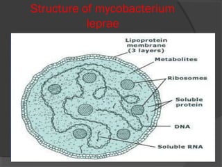 Structure of mycobacterium
leprae
 