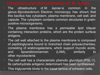 Ultrastructural characteristics of M. leprae
 The ultrastructure of M. leprae is common in the
genus Mycobacterium. Electron microscopy has shown that
this bacillus has cytoplasm, plasma membrane, cell wall, and
capsule. The cytoplasm contains common structures in gram-
positive microorganisms.
 The plasma membrane has a permeable lipid bilayer
containing interaction proteins, which are the protein surface
antigens.
 The cell wall attached to the plasma membrane is composed
of peptidoglycans bound to branched chain polysaccharides,
consisting of arabinogalactans, which support mycolic acids,
and lipoarabinomannan (LAM), similarly to
other mycobacteria.
 The cell wall has a characteristic phenolic glycolipid (PGL-1).
Its carbohydrate antigenic determinant has been synthesised.
 This triglycerride binds to the basal lamina of schwann cells.
 