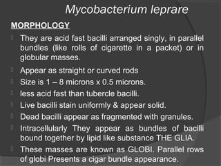 Mycobacterium leprare
MORPHOLOGY
 They are acid fast bacilli arranged singly, in parallel
bundles (like rolls of cigarette in a packet) or in
globular masses.
 Appear as straight or curved rods
 Size is 1 – 8 microns x 0.5 microns.
 less acid fast than tubercle bacilli.
 Live bacilli stain uniformly & appear solid.
 Dead bacilli appear as fragmented with granules.
 Intracellularly They appear as bundles of bacilli
bound together by lipid like substance THE GLIA.
 These masses are known as GLOBI. Parallel rows
of globi Presents a cigar bundle appearance.
 
