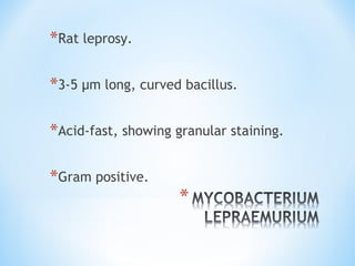 *Rat leprosy.
*3-5 μm long, curved bacillus.
*Acid-fast, showing granular staining.
*Gram positive.
 