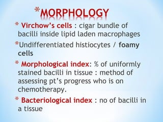 * Virchow’s cells : cigar bundle of
bacilli inside lipid laden macrophages
*Undifferentiated histiocytes / foamy
cells
* Morphological index: % of uniformly
stained bacilli in tissue : method of
assessing pt’s progress who is on
chemotherapy.
* Bacteriological index : no of bacilli in
a tissue
 