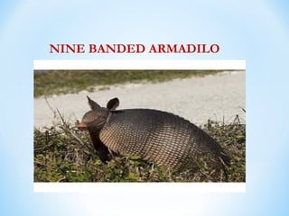 NINE BANDED ARMADILO
 