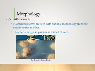 Morphology…
• On artificial media:
• Filamentous forms are seen with variable morphology from one
species to the an other.
• They occur singly, in pairs or as a small clumps.
Mtb on LJ medium
 