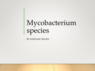 Mycobacterium
species
BY HABTAMU BIAZIN
 