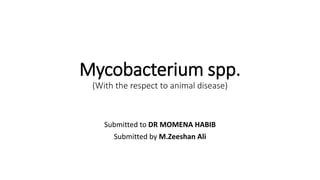 Mycobacterium spp.
(With the respect to animal disease)
Submitted to DR MOMENA HABIB
Submitted by M.Zeeshan Ali
 
