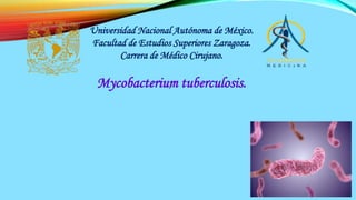 Universidad Nacional Autónoma de México.
Facultad de Estudios Superiores Zaragoza.
Carrera de Médico Cirujano.
Mycobacterium tuberculosis..
 