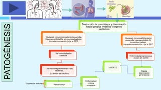Destrucción de macrófagos y diseminación
hacia ganglios linfáticos y órganos
periféricos
Huésped inmunocompetente desarrolla
Hipersensibilidad IV e inmunidad celular.
Intrradermorreación (+) a la PPD
Se forma la lesión
caseosa.
Los macrófagos eliminan a las
bacterias.
La lesión se calcifica
Huesped inmunodeficiente no
desarrolla hipersensibilida IV,
inmunidad celular.
Intrradermorreacción (-) a la PPD
Enfermedad progresiva que
avanza sin control
Reactivación
Enfermedad
crónica
progesiva
Rápida
diseminación
generalizada
MUERTE
*Supresión inmune
PATOGÉNESIS
 