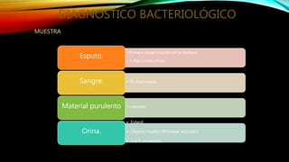 DIAGNOSTICO BACTERIOLÓGICO
• Primera expectoración de la mañana
• 3 días consecutivos
Esputo.
• TB diseminada.Sangre.
• Lesiones.Material purulento
• Esteril
• Chorro medio (Primera micción)
• 3 a 5 muestras
Orina.
MUESTRA
 