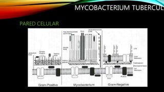 MYCOBACTERIUM TUBERCULO
PARED CELULAR
 