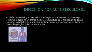 INFECCIÓN POR M. TUBERCULOSIS.
• La infección tiene lugar cuando los macrófagos no son capaces de contener y
eliminar al bacilo en un primer momento. Se produce así la replicación del bacilo,
primero a nivel alveolar y posteriormente se diseminara mediante vasas linfáticos,
hasta los ganglios linfáticos tradiconales
 