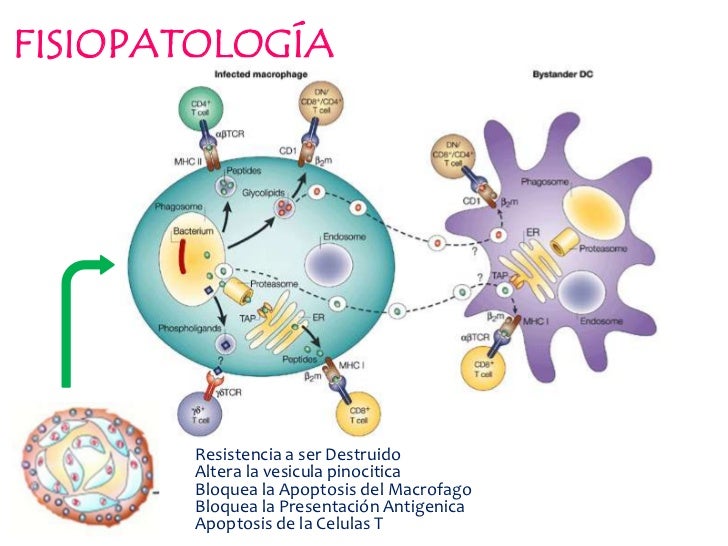 Mycobacterium tuberculosis