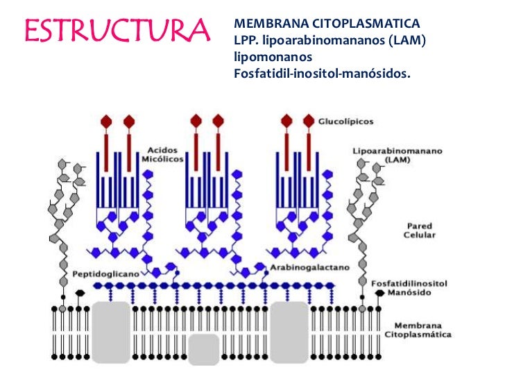Mycobacterium tuberculosis Mycobacterium tuberculosis