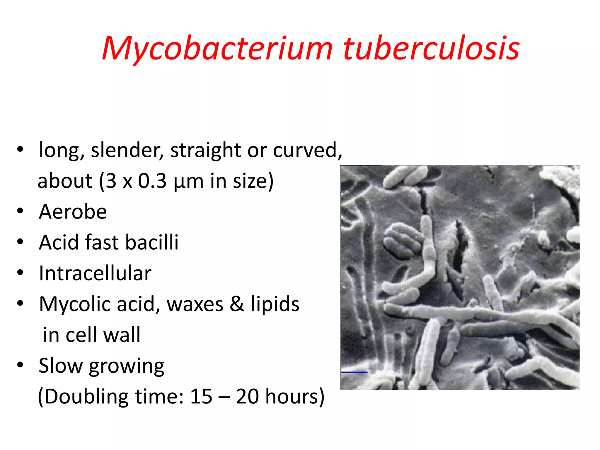 Mycobacterium tuberculosis | PPTX