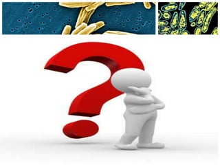 Mycobacterium tuberculosis(Microbiology)