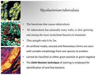 Mycobacterium tuberculosis
• The bacterium that causes tuberculosis.
• M. tuberculosis has unusually waxy walls, is slow-growing
and among the most recalcitrant bacteria to treatment.
• Thin straight rods-0.4x 3m.
• On artificial media, coccoid and filamentous forms are seen
with variable morphology from one species to another.
• cannot be classified as either gram-positive or gram-negative
• The Ziehl-Neelsen technique of staining is employed for
identification of acid-fast bacteria.
 