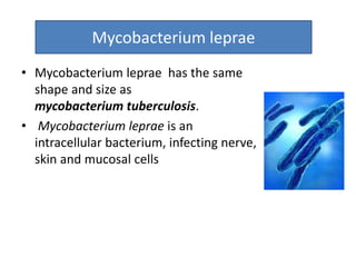 • Mycobacterium leprae has the same
shape and size as
mycobacterium tuberculosis.
• Mycobacterium leprae is an
intracellular bacterium, infecting nerve,
skin and mucosal cells
Mycobacterium leprae
 