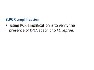 3.PCR amplification
• using PCR amplification is to verify the
presence of DNA specific to M. leprae.
 
