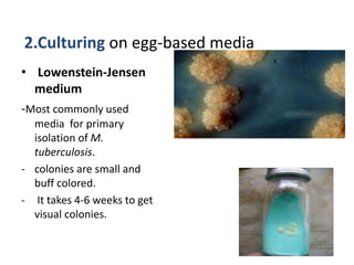 2.Culturing on egg-based media
• Lowenstein-Jensen
medium
-Most commonly used
media for primary
isolation of M.
tuberculosis.
- colonies are small and
buff colored.
- It takes 4-6 weeks to get
visual colonies.
 
