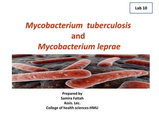 Mycobacterium tuberculosis
and
Mycobacterium leprae
Prepared by
Samira Fattah
Assis. Lec.
College of health sciences-HMU
Lab 10
 