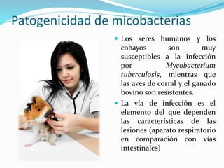 Patogenicidad de micobacterias
 Los seres humanos y los
cobayos son muy
susceptibles a la infección
por Mycobacterium
tuberculosis, mientras que
las aves de corral y el ganado
bovino son resistentes.
 La vía de infección es el
elemento del que dependen
las características de las
lesiones (aparato respiratorio
en comparación con vías
intestinales)
 