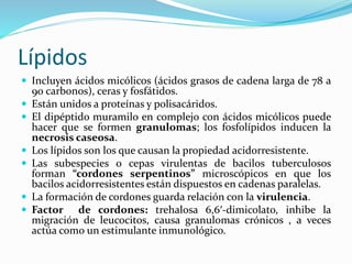 Lípidos
 Incluyen ácidos micólicos (ácidos grasos de cadena larga de 78 a
90 carbonos), ceras y fosfátidos.
 Están unidos a proteínas y polisacáridos.
 El dipéptido muramilo en complejo con ácidos micólicos puede
hacer que se formen granulomas; los fosfolípidos inducen la
necrosis caseosa.
 Los lípidos son los que causan la propiedad acidorresistente.
 Las subespecies o cepas virulentas de bacilos tuberculosos
forman “cordones serpentinos” microscópicos en que los
bacilos acidorresistentes están dispuestos en cadenas paralelas.
 La formación de cordones guarda relación con la virulencia.
 Factor de cordones: trehalosa 6,6′-dimicolato, inhibe la
migración de leucocitos, causa granulomas crónicos , a veces
actúa como un estimulante inmunológico.
 