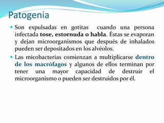Patogenia
 Son expulsadas en gotitas cuando una persona
infectada tose, estornuda o habla. Éstas se evaporan
y dejan microorganismos que después de inhalados
pueden ser depositados en los alvéolos.
 Las micobacterias comienzan a multiplicarse dentro
de los macrófagos y algunos de ellos terminan por
tener una mayor capacidad de destruir el
microorganismo o pueden ser destruidos por él.
 