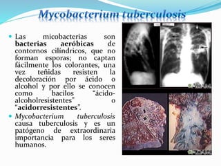  Las micobacterias son
bacterias aeróbicas de
contornos cilíndricos, que no
forman esporas; no captan
fácilmente los colorantes, una
vez teñidas resisten la
decoloración por ácido o
alcohol y por ello se conocen
como bacilos “ácido-
alcoholresistentes” o
“acidorresistentes”.
 Mycobacterium tuberculosis
causa tuberculosis y es un
patógeno de extraordinaria
importancia para los seres
humanos.
 