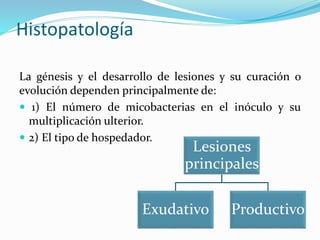 Histopatología
La génesis y el desarrollo de lesiones y su curación o
evolución dependen principalmente de:
 1) El número de micobacterias en el inóculo y su
multiplicación ulterior.
 2) El tipo de hospedador.
Lesiones
principales
Exudativo Productivo
 