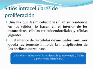 Sitios intracelulares de
proliferación
 Una vez que las micobacterias fijan su residencia
en los tejidos, lo hacen en el interior de los
monocitos, células reticuloendoteliales y células
gigantes.
 En el interior de las células de animales inmunes
queda fuertemente inhibida la multiplicación de
los bacilos tuberculosos.
La localización intracelular dificulta la quimioterapia y facilita
la persistencia microbiana.
 