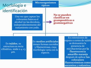 Morfología e
identificación
No se pueden
clasificar en
grampositivas o
gramnegativas
Microorganismos
típicos
En tejidos, su
estructura es recta
cilíndrica, mide 0.4 ×3
μm.
En medios artificiales
tienen formas cocoides
y filamentosas, cuya
morfología varía con la
especie.
En extensiones de
esputo o cortes de tejido
se demuestra la
presencia de
micobacterias por la
fluorescencia
amarillo-naranja
después de aplicar los
colorantes
fluorocrómicos como
auramina y rodamina.
Una vez que captan los
colorantes básicos el
alcohol no las decolora,
independientemente del
tratamiento con yodo.
 