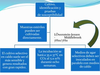 LÖwenstein-Jensen
- Middlebrook
7H10/7H11
Cultivo,
identificación y
pruebas
de susceptibilidad
El cultivo selectivo
en caldo suele ser el
más sensible y
genera resultados
con gran rapidez.
La incubación se
hará a 35 a 37°C en
CO2 al 5 a 10%
durante ocho
semanas.
Medios de agar
selectivos deben ser
inoculados en
paralelo con medios
de caldo
Muestras estériles
pueden ser
cultivadas
directamente.
 