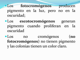 Los fotocromógenos producen
pigmento en la luz, pero no en la
oscuridad;
Los escotocromógenos generan
pigmento cuando proliferan en la
oscuridad
Los no cromógenos (no
fotocromógenos) no tienen pigmento
y las colonias tienen un color claro.
 
