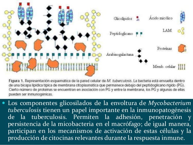 Mycobacterium tuberculosis