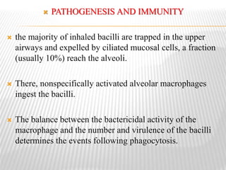  PATHOGENESIS AND IMMUNITY
 the majority of inhaled bacilli are trapped in the upper
airways and expelled by ciliated mucosal cells, a fraction
(usually 10%) reach the alveoli.
 There, nonspecifically activated alveolar macrophages
ingest the bacilli.
 The balance between the bactericidal activity of the
macrophage and the number and virulence of the bacilli
determines the events following phagocytosis.
 
