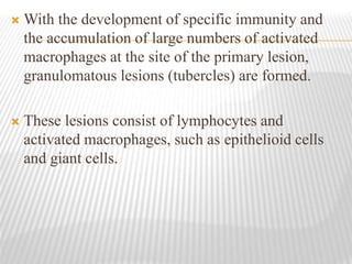  With the development of specific immunity and
the accumulation of large numbers of activated
macrophages at the site of the primary lesion,
granulomatous lesions (tubercles) are formed.
 These lesions consist of lymphocytes and
activated macrophages, such as epithelioid cells
and giant cells.
 