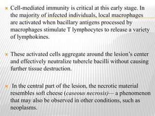  Cell-mediated immunity is critical at this early stage. In
the majority of infected individuals, local macrophages
are activated when bacillary antigens processed by
macrophages stimulate T lymphocytes to release a variety
of lymphokines.
 These activated cells aggregate around the lesion’s center
and effectively neutralize tubercle bacilli without causing
further tissue destruction.
 In the central part of the lesion, the necrotic material
resembles soft cheese (caseous necrosis)— a phenomenon
that may also be observed in other conditions, such as
neoplasms.
 