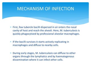  First, few tubercle bacilli dispersed in air enters the nasal
cavity of host and reach the alveoli. Here, M. tuberculosis is
quickly phagocytized by professional alveolar macrophages.
 If the bacilli survives it starts actively replicating in
macrophages and diffuse to nearby cells.
 During early stages, M. tuberculosis can diffuse to other
organs through the lymphatics and by haematogenous
dissemination where it can infect other cells.
MECHANISM OF INFECTION
 