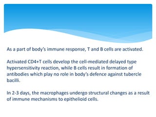 As a part of body’s immune response, T and B cells are activated.
Activated CD4+T cells develop the cell-mediated delayed type
hypersensitivity reaction, while B cells result in formation of
antibodies which play no role in body’s defence against tubercle
bacilli.
In 2-3 days, the macrophages undergo structural changes as a result
of immune mechanisms to epithelioid cells.
 