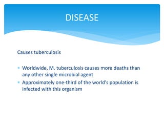 DISEASE
Causes tuberculosis
 Worldwide, M. tuberculosis causes more deaths than
any other single microbial agent
 Approximately one-third of the world's population is
infected with this organism
 