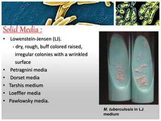 Solid Media :
• Lowenstein-Jensen (LJ).
- dry, rough, buff colored raised,
irregular colonies with a wrinkled
surface
• Petragnini media
• Dorset media
• Tarshis medium
• Loeffler media
• Pawlowsky media.
M. tuberculosis in LJ
medium
 