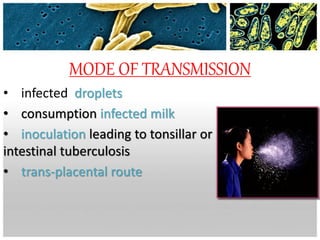 MODE OF TRANSMISSION
• infected droplets
• consumption infected milk
• inoculation leading to tonsillar or
intestinal tuberculosis
• trans-placental route
 