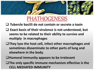 PHATHOGENESIS
 Tubercle bacilli do not contain or secrete a toxin
 Exact basis of their virulence is not understood, but
seems to be related to their ability to survive and
multiply in macrophages
They lyse the host cell, infect other macrophages and
sometimes disseminate to other parts of lung and
elsewhere in the body.
Humoral immunity appears to be irrelevant
The only specific immune mechanism effective is the
CELL MEDIATED IMMUNITY
 