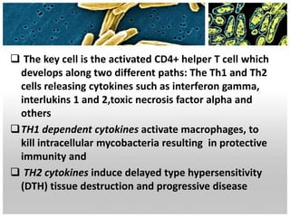  The key cell is the activated CD4+ helper T cell which
develops along two different paths: The Th1 and Th2
cells releasing cytokines such as interferon gamma,
interlukins 1 and 2,toxic necrosis factor alpha and
others
TH1 dependent cytokines activate macrophages, to
kill intracellular mycobacteria resulting in protective
immunity and
 TH2 cytokines induce delayed type hypersensitivity
(DTH) tissue destruction and progressive disease
 