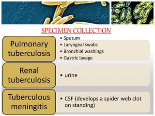 SPECIMEN COLLECTION
• Sputum
• Laryngeal swabs
• Bronchial washings
• Gastric lavage
Pulmonary
tuberculosis
• urine
Renal
tuberculosis
• CSF (develops a spider web clot
on standing)
Tuberculous
meningitis
 