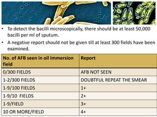 • To detect the bacilli microscopically, there should be at least 50,000
bacilli per ml of sputum.
• A negative report should not be given till at least 300 fields have been
examined.
• Grading of smears is done according to number of bacilli seenNo. of AFB seen in oil Immersion
field
Report
0/300 FIELDS AFB NOT SEEN
1-2/300 FIELDS DOUBTFUL REPEAT THE SMEAR
1-9/100 FIELDS 1+
1-9/10 FIELDS 2+
1-9/FIELD 3+
10 OR MORE/FIELD 4+
 